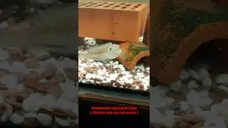 Змееголов красная луна ( Channa nox sp red moon )          С икрой!