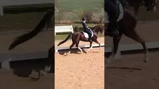 Boom 💥 Horse Ride Passion 🏇&hearts;️ - Pferd Reit Leidenschaft 🦄