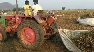 black gram harvesting process