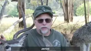 Songify This - CHUCK TESTA - a song about lifelike dead animals.