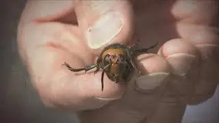 USDA announces elimination of invasive 'murder hornets' from US