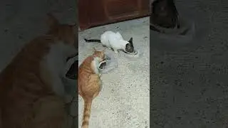 VID_20260105_050524 Lion eating delicious and his uncle, when Tony stop and go to kitchen,...