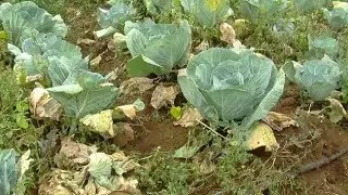 Managing Black rot in cabbage (Summary)