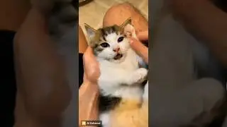 #cat coll🥰🥰🥰❣️❣️❣️🥰