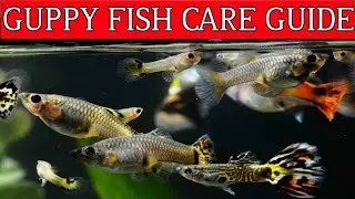 NEVER BUY A GUPPY FISH WITHOUT WATCHING THIS//GUPPY FISH CARE GUIDE//