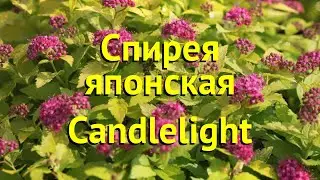 Спирея японская Кэндллайт. Краткий обзор, описание характеристик spiraea japonica Candlelight