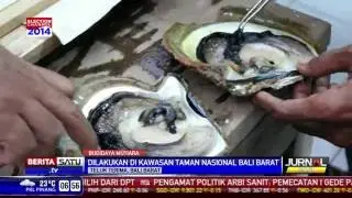 Menengok Budidaya Mutiara di Bali