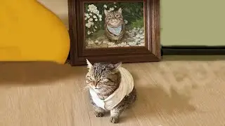 The Funniest Cat Videos 🐱 Try Not To Laugh Part 22