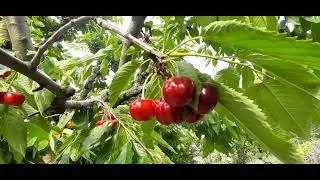 Черешня Мелитопольская чёрная крупноплодная.