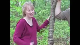 DIY Herbs: Wild Cherry Bark