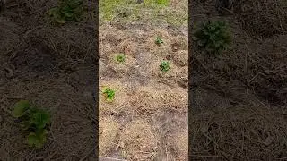 Updated my Seascape Strawberry bed in Green Swamp, FL #swamplife #florida #gardening #gardening