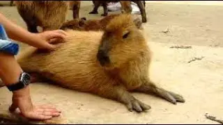 JAPANESE GARDEN | CAPYBARA HEAVEN - Japanese Food Experience