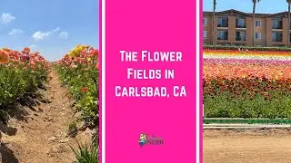 Visiting The Flower Fields in Carlsbad, California