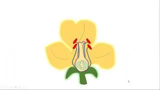 Sexual Reproduction In Plants
