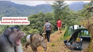 Beruk Bastian explore hutan pinus menuju kebun kopi full video perjalanan di hutan!