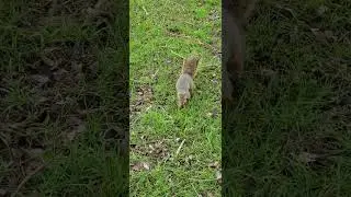 Walking squirrel.