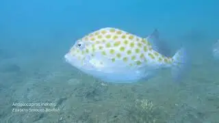 What Lives In Sydney Harbour?