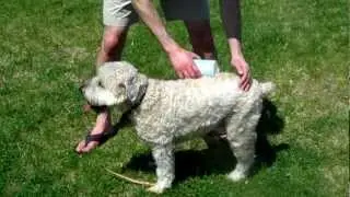 Fresh Dog WOW That's Too Fresh! Informercial