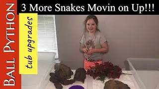 BALL PYTHON TUB UPGRADE:  Our Pied, Lav Albino, and Desert Ghost get a new tubs!!