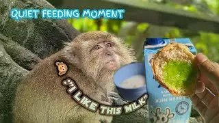 Cute Monkey loves milk so Much | Calm 