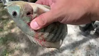 Air gun fishing