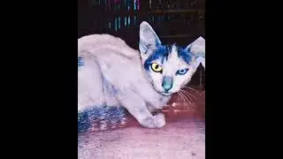 most dangerous cat 🐱😵🙀 #sorts #catlover