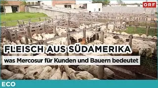 Fleisch aus Südamerika - was Mercosur für Kunden und Bauern bedeutet | ECO 15.01.2026