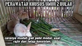 PERAWATAN ANAK KELINCI UMUR 2 BULAN ITU PENTING || #ternakkelinci #budidayakelinci