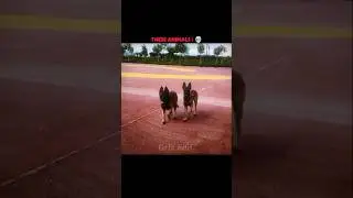 Animals best Synchronization 💀