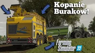 😱Kopanie Buraka na WIELKĄ SKALĘ!😱ROPA TIGER 6XL na Polach😍