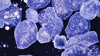 Unanswered Questions of Biological Sciences