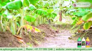 Our Online Banana Farmer Mr. Easwaran Shares His Amazing Results!