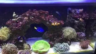 Fluval M90 marine tank