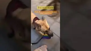 Pride day in Madrid 🌈 #prideday #pridemonth #celebration #doglover #dog  #love #pride