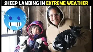 LAMBING IN EXTREME WINTER WEATHER? - Will The Lambs Survive?