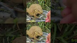 Big frogs eat a lot of fish #frog #funny #farming #raisingfrog