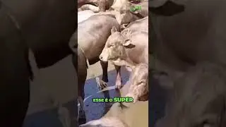 Descubra o verdadeiro novilho precoce: animais abatidos com 12 meses e quase 20 arrobas! 🐂
