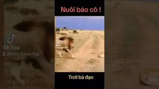 N&agrave;ng Tiger #tigres #troll