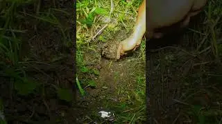 mancing belut malam hari, ngurek belut di pinggir parit
