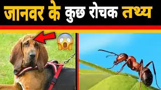 कुछ रोचक तथ्य  | 5 interesting facts about animals | Freedom Factz | #shorts