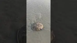 Horseshoe Crab #music rab#seabeach