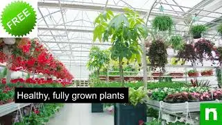 Бесплатное растение 🌱 | Здоровые растения с быстрой доставкой | NurseryLive