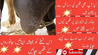 Cheep mastitis test II Dry cow and buffalo therapy II Thun kesay  bachaya jae II Mastitis treatment