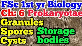 granules and storage bodies | spores | cysts | Chapter 6 Biology 1st year