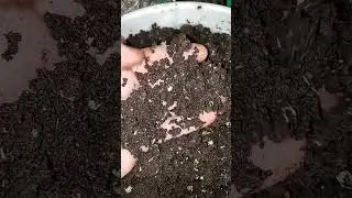 Готовы собирать червячный отлив? Смотрите!
