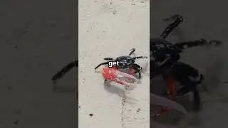 Fiddler Crab Fun Facts
