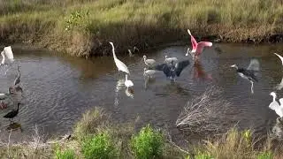 Birding at Viera Wetlands and Merritt Island National Wildlife Refuge