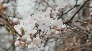 Close Your Eyes & Find Inner Peace | Divine Tranquility | WR | EchoCrafted Music