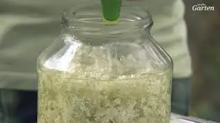 Holunderblütensirup zubereiten | MDR Garten