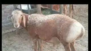 Top quality turkey for sale for qurbani 2022 // dumba for sale